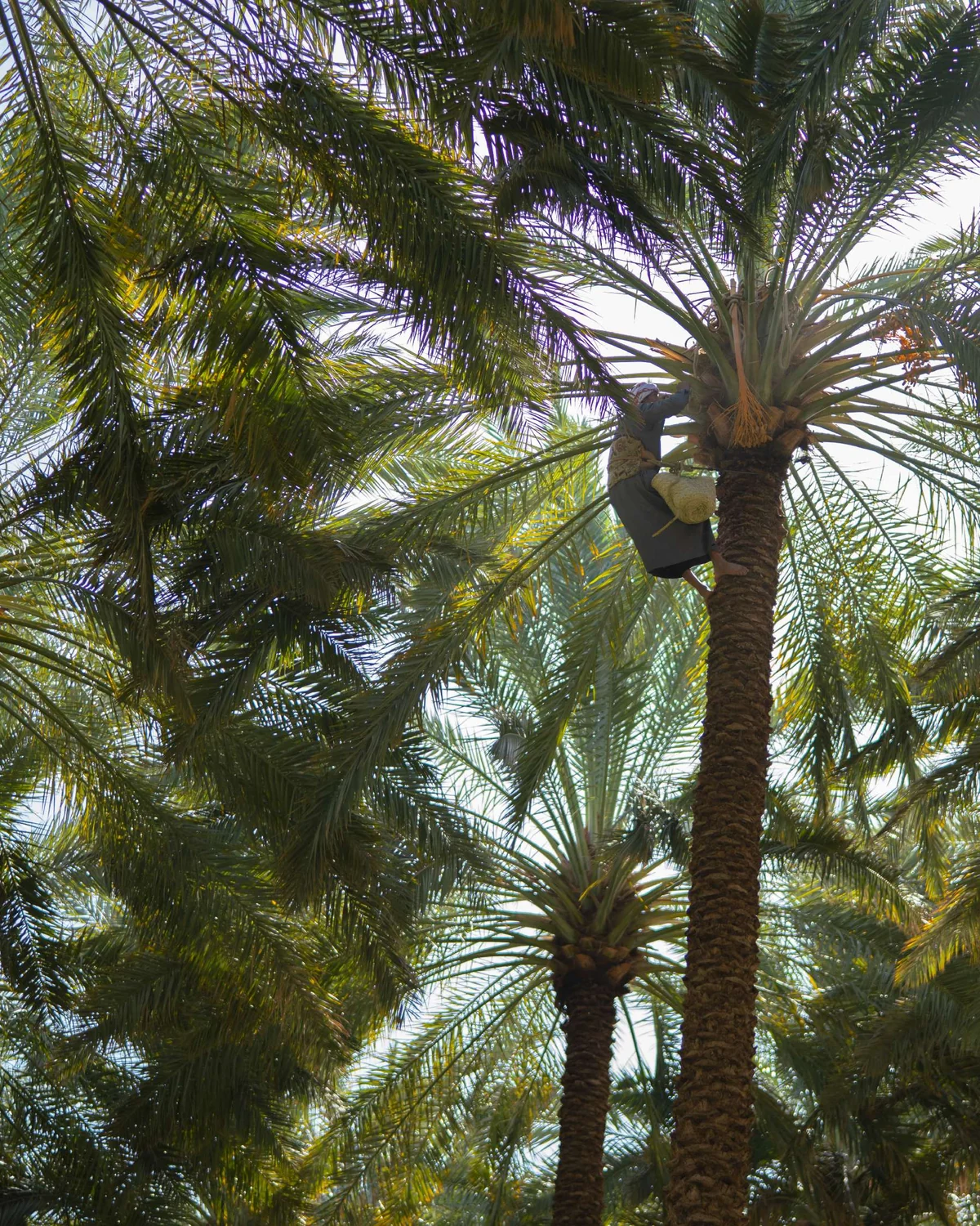 Date palms seen from below, their fronds against the sky
